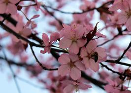 pink buds of sakura on a branch, close-up