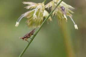Macro photo of Insect Nature