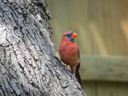 little red bird perched on a tree trunk