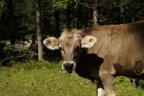 Cow Beef on Pasture