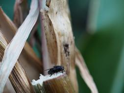 Fly Insect Nature