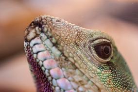 Agama Reptile Lizard