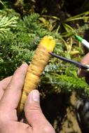 peeling yellow carrots