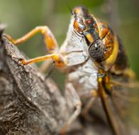 Close-up of the colorful, shiny cicada on the tree