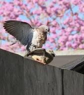 pigeons on a wooden fence on a sunny day