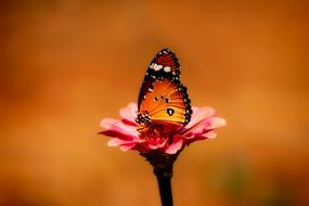 closeup view of Butterfly Insect Flower