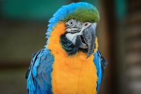 colorful Macaw Ave Bird