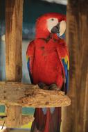 Colorful and beautiful macaw bird on the wood
