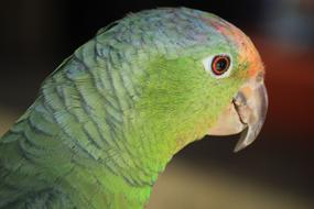 green Macaw Ave Bird