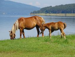 cute horses grazing near the lake