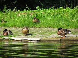 Ducks Duck Wild Birds Water