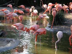 tropical pink flamingos stand in water