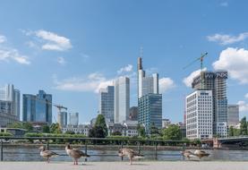 Beautiful shore of Frankfurt with the buildings, green trees and birds in Germany, under the blue sky with clouds