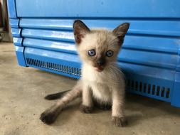 tiny Kitten with Blue Eyes