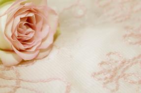 rosebud on pink napkin
