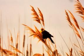 Plants Bird Wildlife