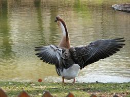 Greylag Goose Bird on shore