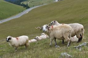 Ram Pasture Sheep on livestock