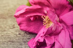 cute Rose Petals Pink