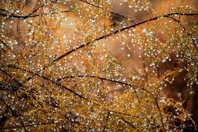trees in leaves and water droplets