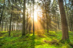 Tree poles illuminated by the sun