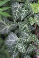 Ivy Plant leaves close up, Green background