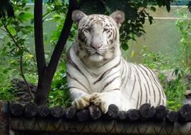 White Tiger in zoo staring, india, rajkot
