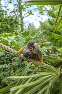 Monkey Squirrel Duo at wildlife