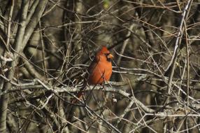 Cardinal Bird on Trees