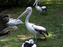 Pelikan Bill Water Birds