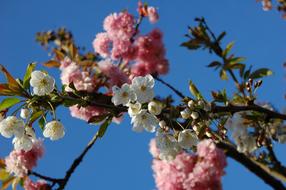 Spring Flowers Tree