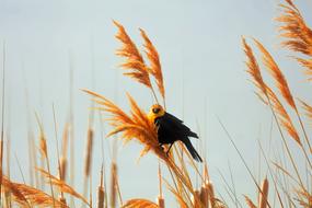 Colorful, cute and beautiful bird on the plants