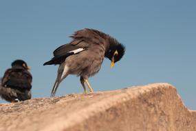 Myna Bird with Yellow Beak