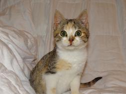 Feline Kitten Female on bed