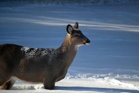 wild Animal Deer Standing