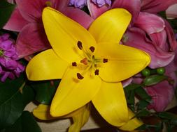 yellow and pink lilies in a bouquet