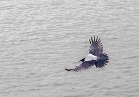 Beautiful and colorful bird flying above the water with ripple