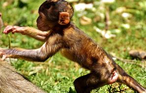 wild Ape Baby Monkey Barbary