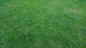 Lawn Grass Green