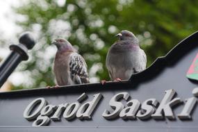 Dove The Saxon Garden Birds
