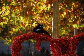 Cute, black cat on the red Christmas decoration, near the tree with colorful leaves