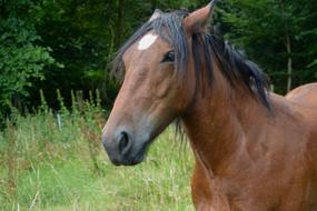 brown horse with black mane, close-up