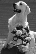 Black and white photo of the cute and beautiful dog with flowers