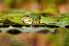 Cute, colorful frog on the lily pads, on the water with ripple