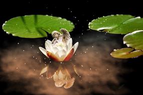 reflection of a water lily on the surface of the water