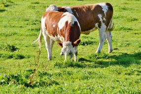Cow Beef Ruminant cattles