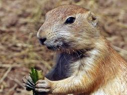 Prairie Dog fauna