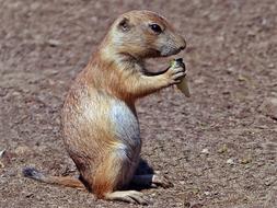 Prairie Dog Fauna small Animal