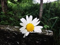 daisy Flower on stone in forest
