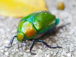 Macro photo of the colorful, shiny beetle on the surface, in the summer